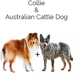 Cattle Collie Dog